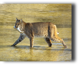 Bobcat/Mullet at the Refuge - every trip is different - Guaranteed!
